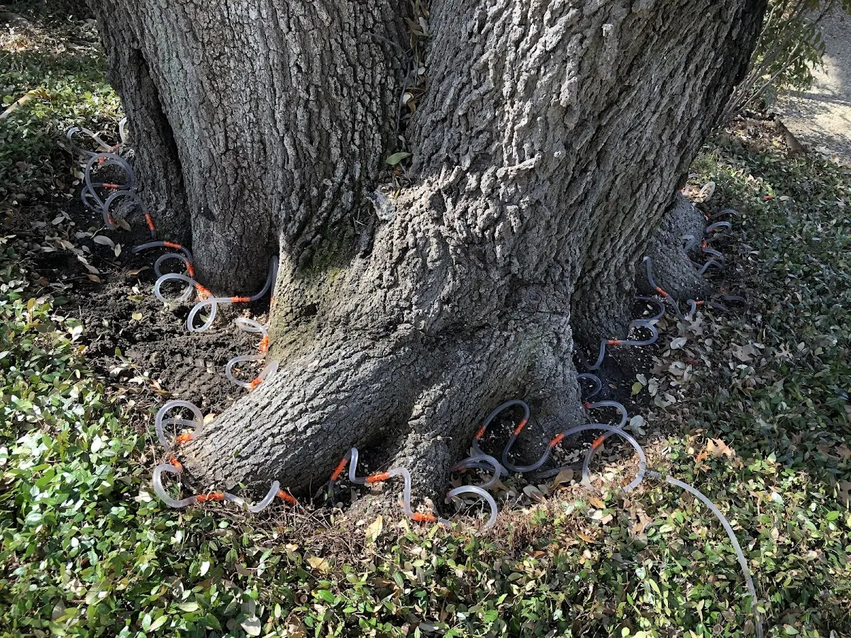 Detailed Tree Cabling and Bracing job site in Westpoint